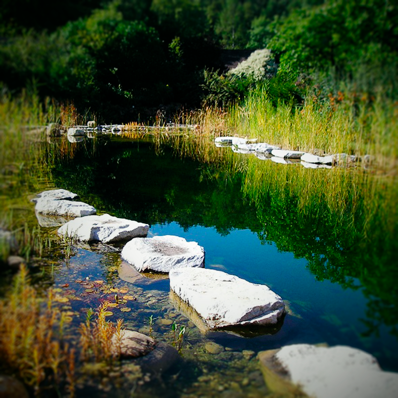 Dynamische Gartengestaltung Eder Schwimmteich Blick auf einen idyllischen Schwimmteich in Mitten eines gepflegten Naturgartens.