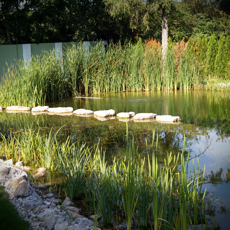 Dynamische Gartengestaltung Eder Schwimmteich Idyllischer Schwimmteich, der sich perfekt in die vorhandene Gartenlandschaft einfügt